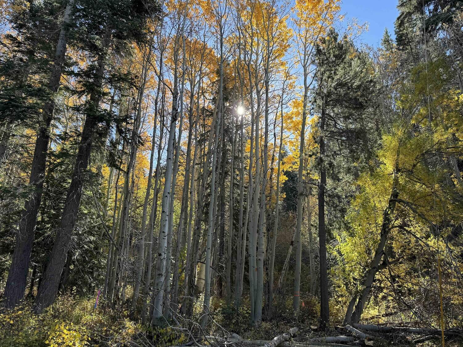 fall colors trees in lake tahoe