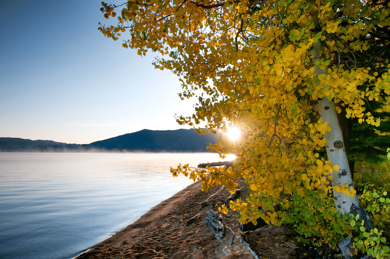 aspen tree with golden leaves in fall. lake tahoe and mountains in the background